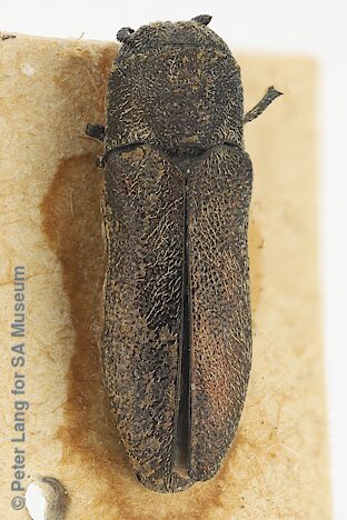 Paracephala murina, SAMA 25-50450, YP, photo by Peter Lang for SA Museum, 6.1 × 2.0 mm